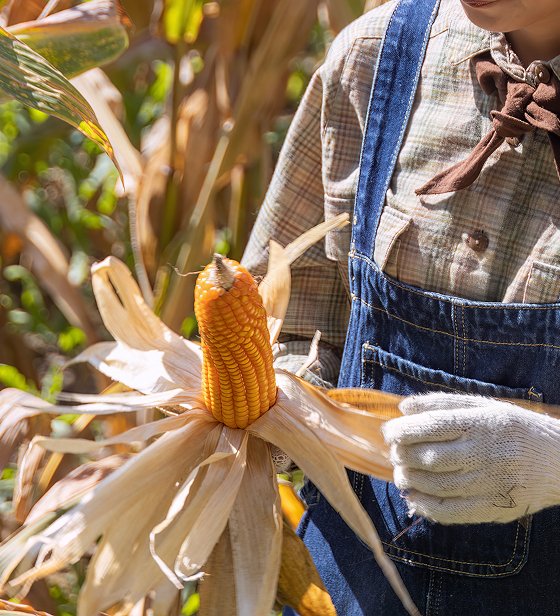 shutterstock_2565086125